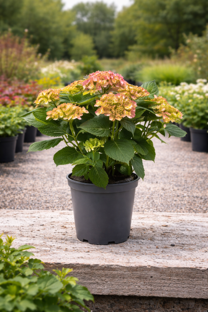 Hydrangea macrophylla Адула контейнер 3л, С3